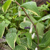 Polygonatum multiflorum 'Variegatum'